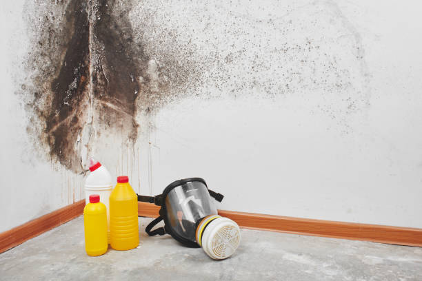 Best Mold Testing  in Gladwin, MI