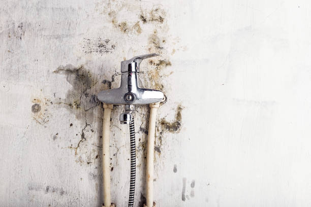 Best Professional Mold Removal  in Gladwin, MI