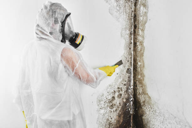 Best Mold Inspection  in Gladwin, MI