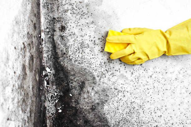 Best Mold Testing  in Gladwin, MI