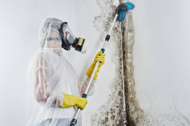 Best Certified Mold Removal  in Gladwin, MI