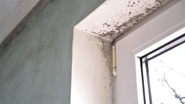 Best Toxic Mold Removal  in Gladwin, MI