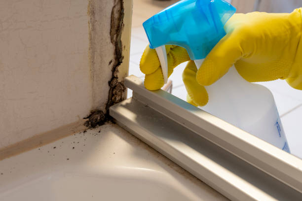 Best Office Mold Removal Services  in Gladwin, MI