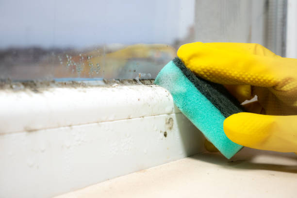 Best Crawl Space Mold Removal  in Gladwin, MI