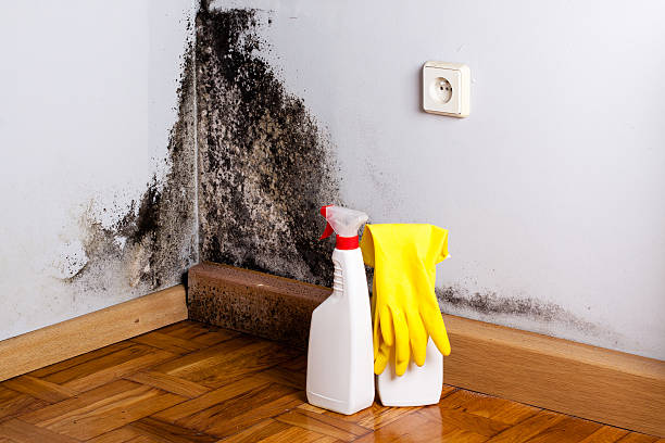 Best Mold Removal and Inspection  in Gladwin, MI