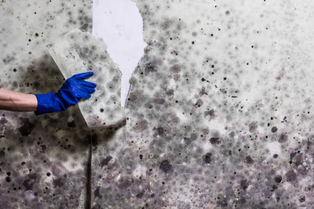 Best Mold Damage Repair  in Gladwin, MI