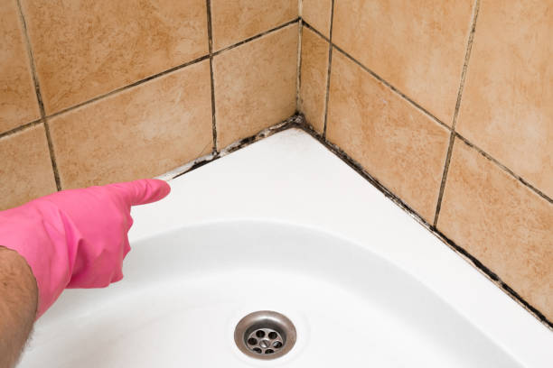 Crawl Space Mold Removal in Gladwin, MI